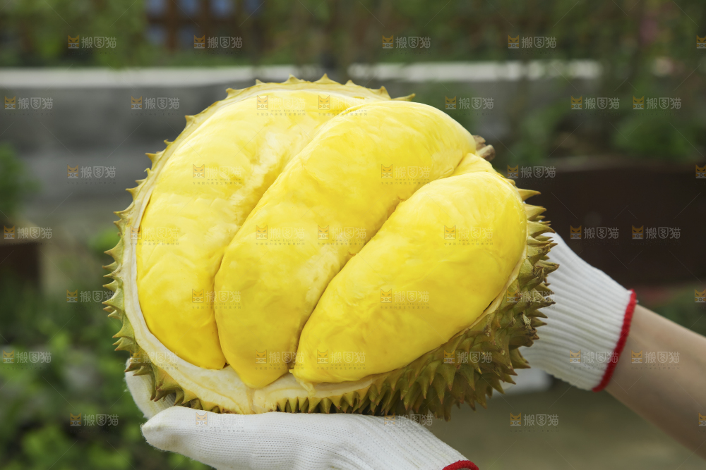 手里拿着金枕榴莲