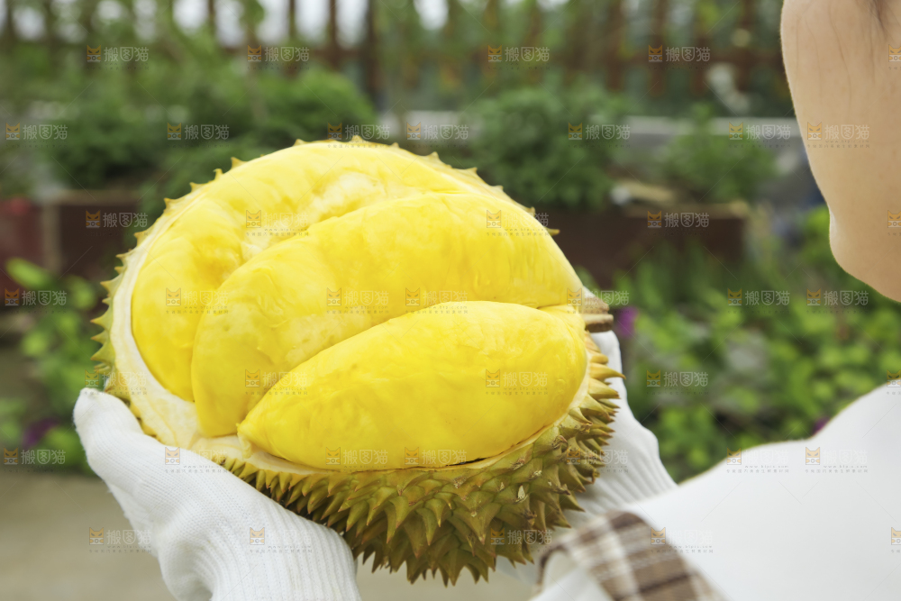 手里拿着金枕榴莲