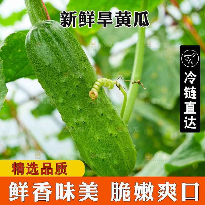 藤上的新鲜黄瓜