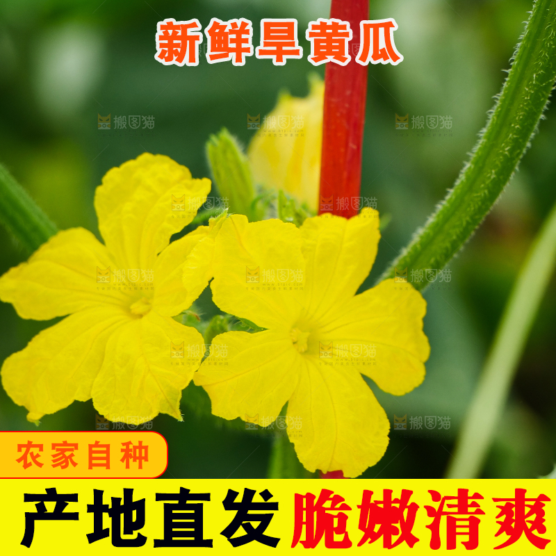 藤上的新鲜黄瓜