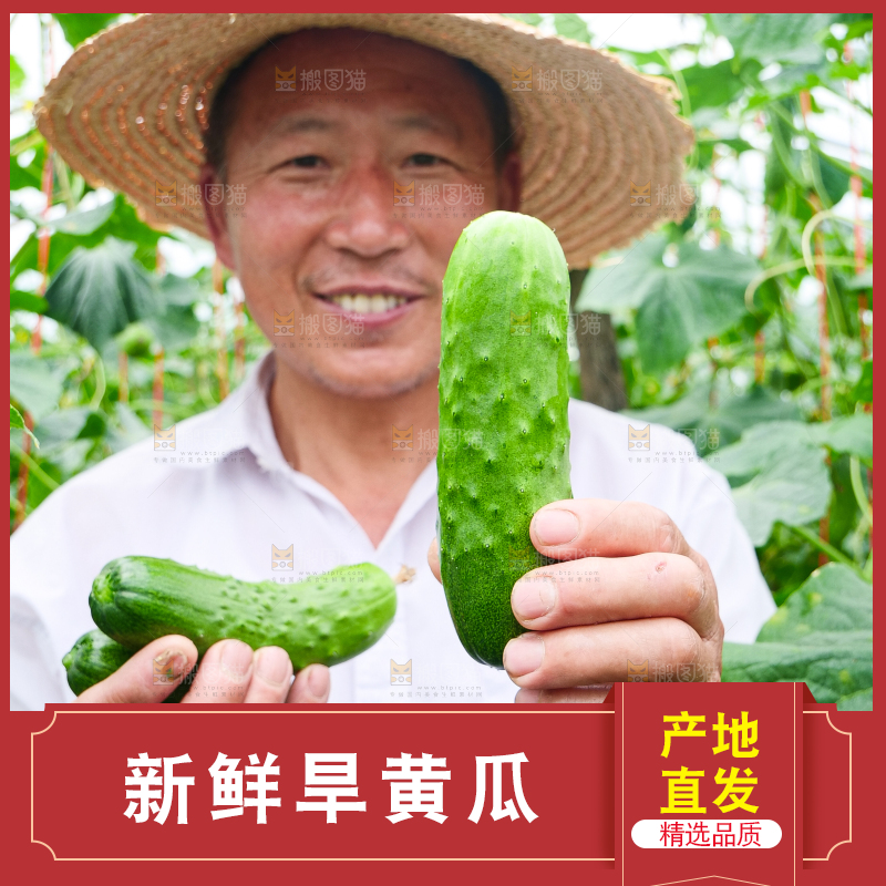 手里拿着刺黄瓜