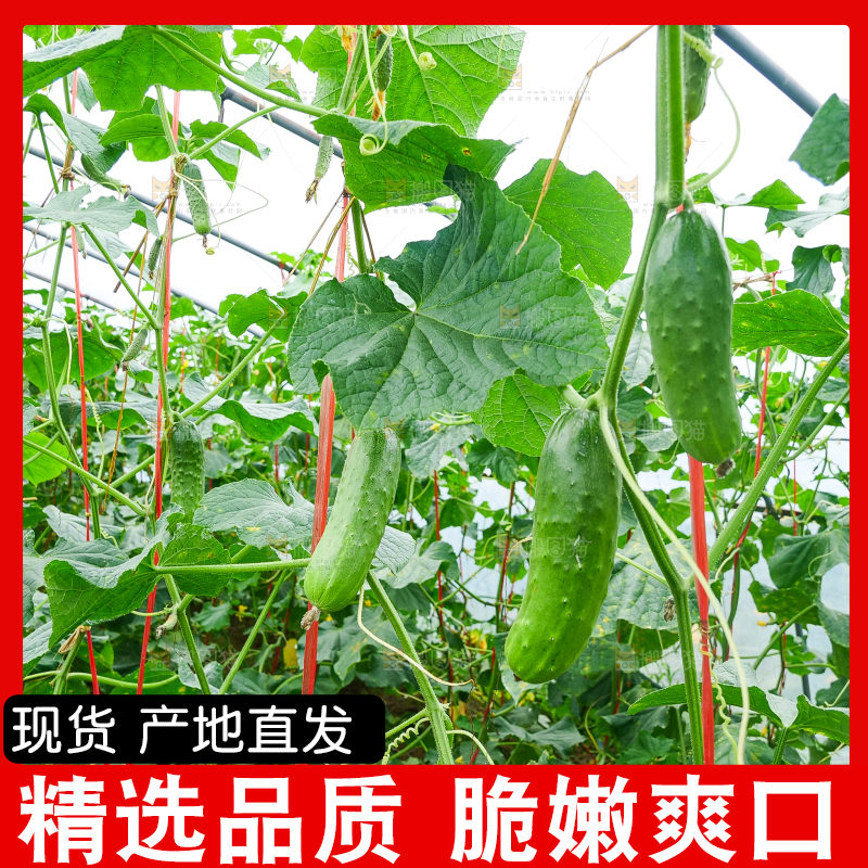 藤上的新鲜黄瓜