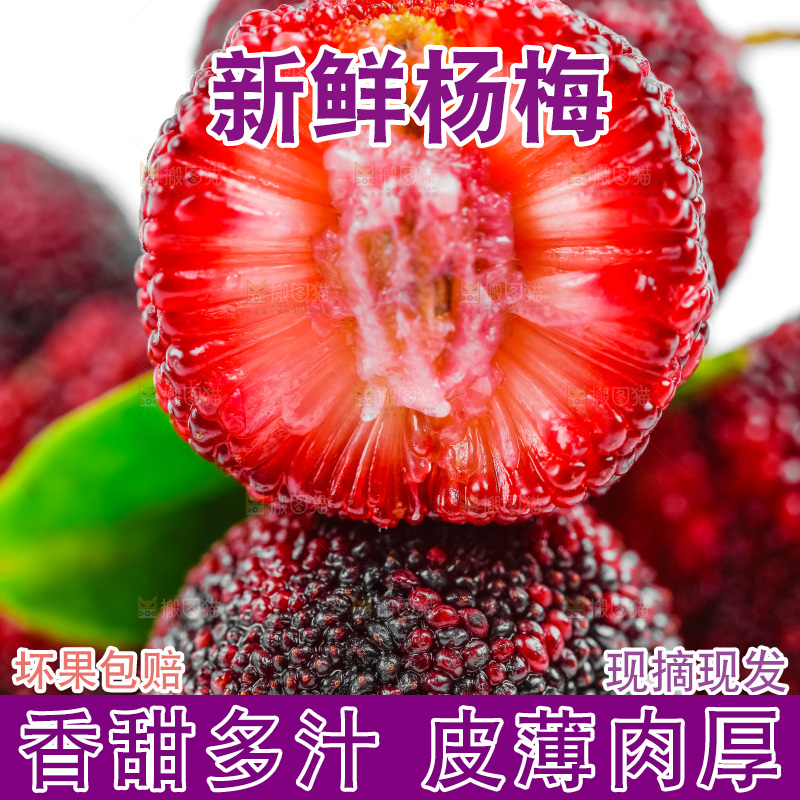 白底上的仙居杨梅