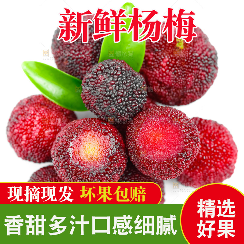 白底上的新鲜杨梅