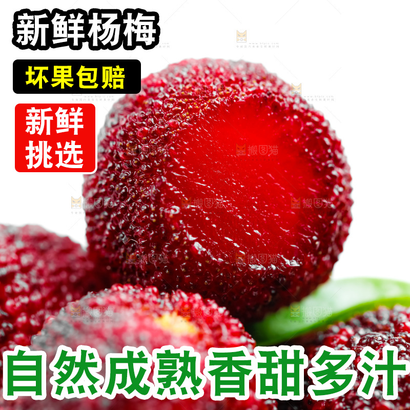 白底上的新鲜杨梅