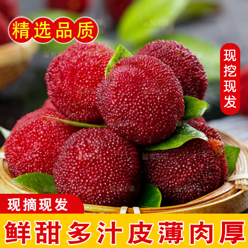 深底上的仙居杨梅