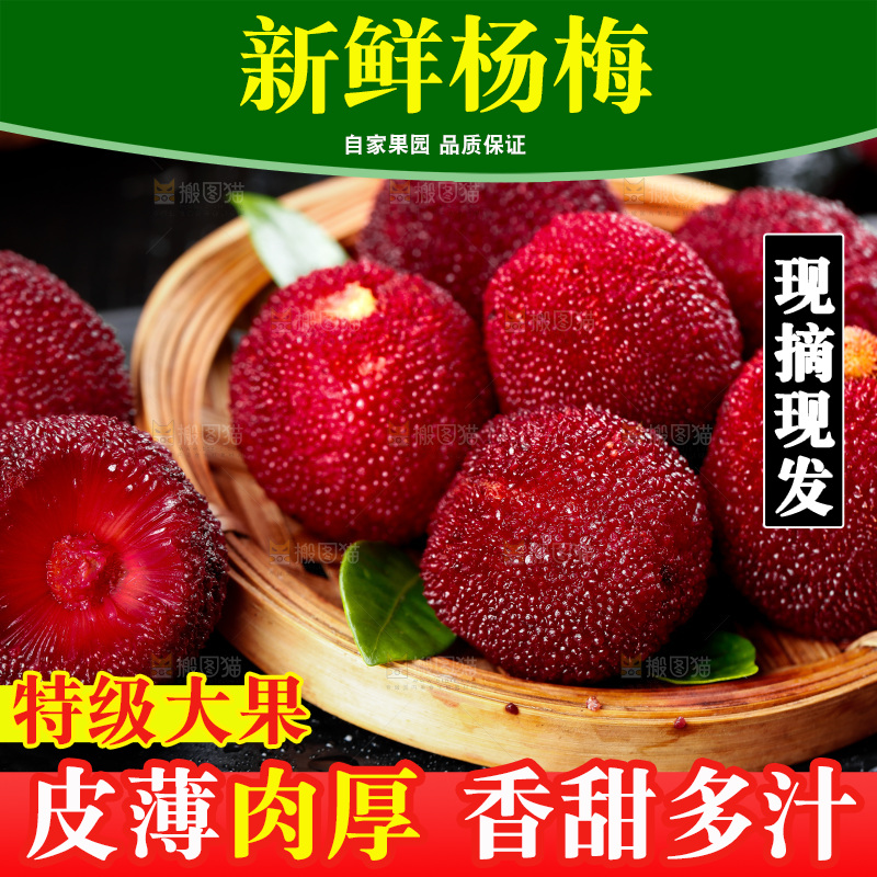 深底上的东魁杨梅