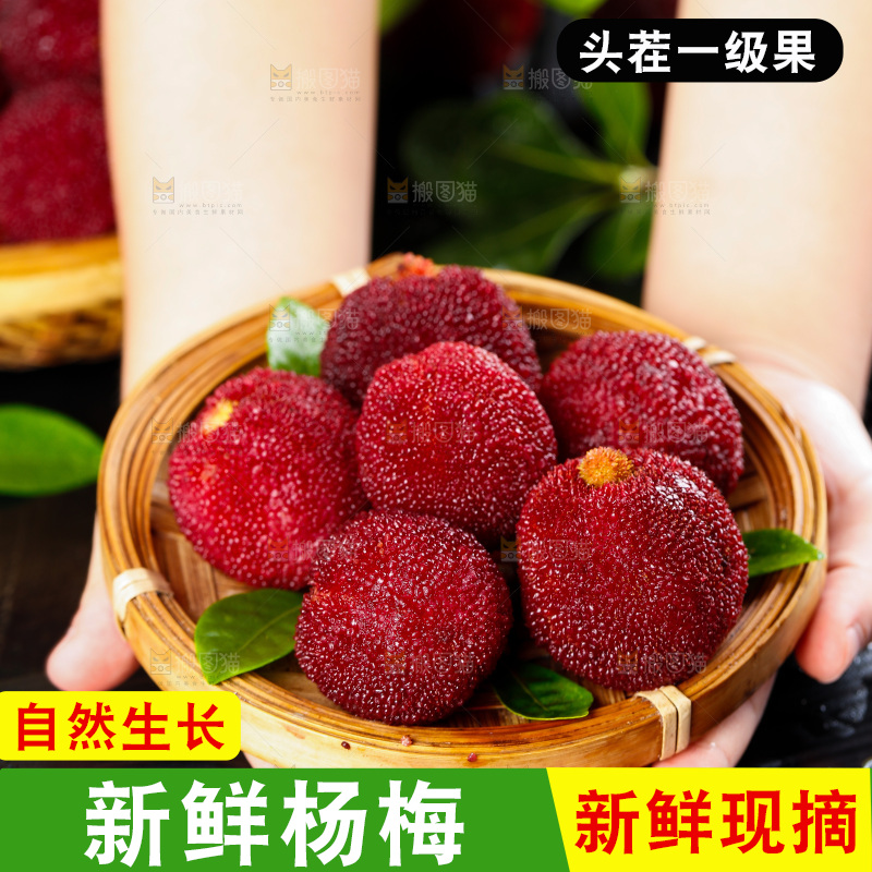 深底上的东魁杨梅