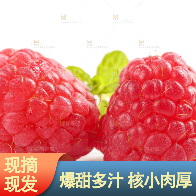 白底上的新鲜覆盆子