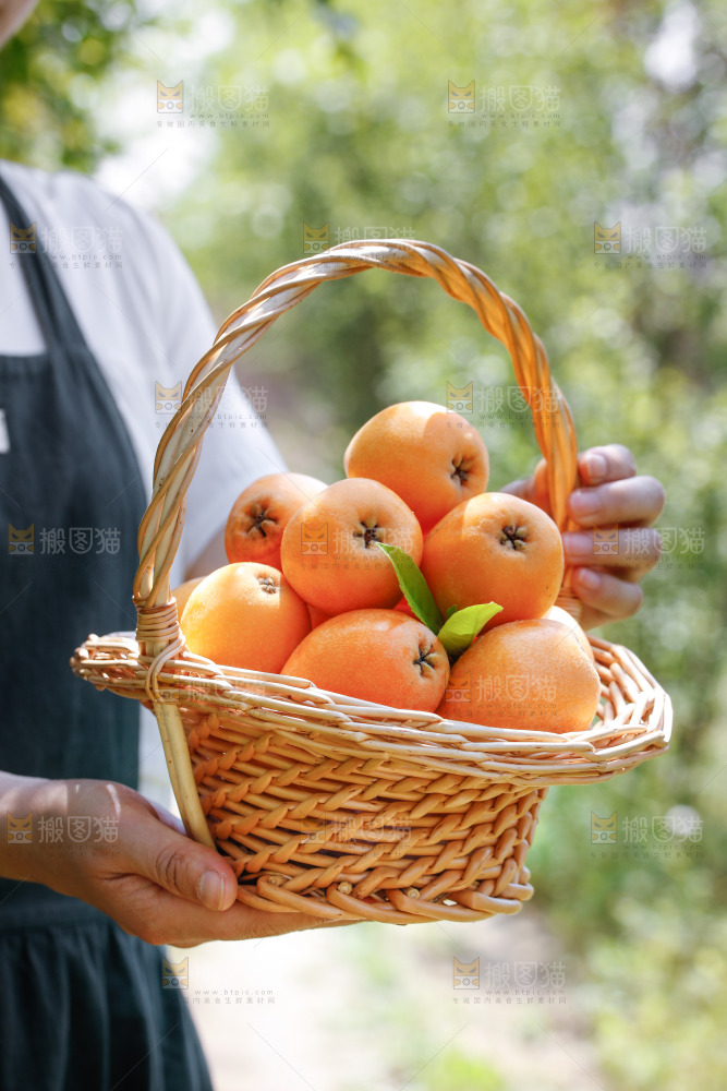 手里拿着米易枇杷