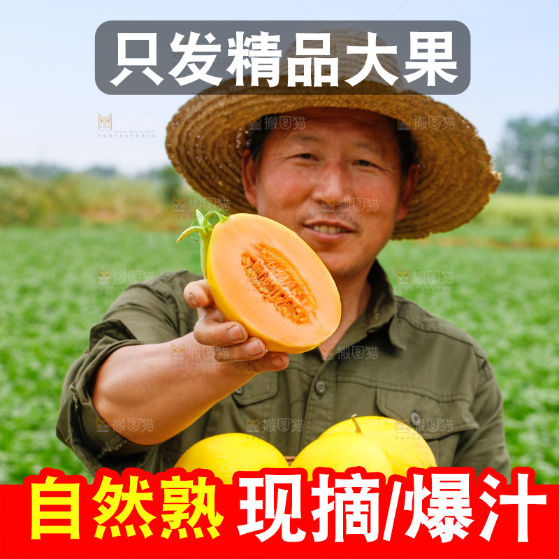 手里拿着的黄河蜜瓜