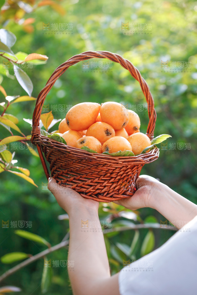 手里拿着米易枇杷