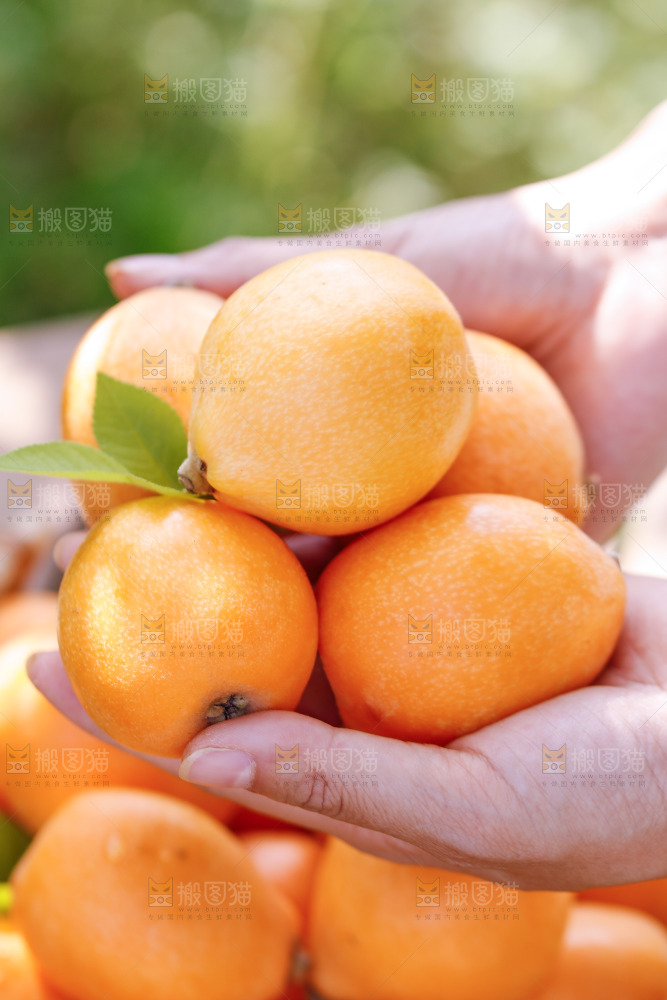手里拿着米易枇杷