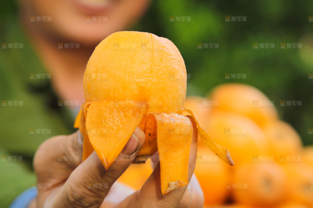 手里拿着米易枇杷