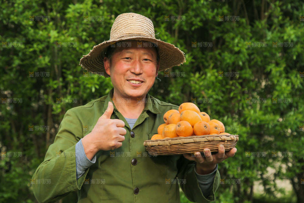 手里拿着米易枇杷