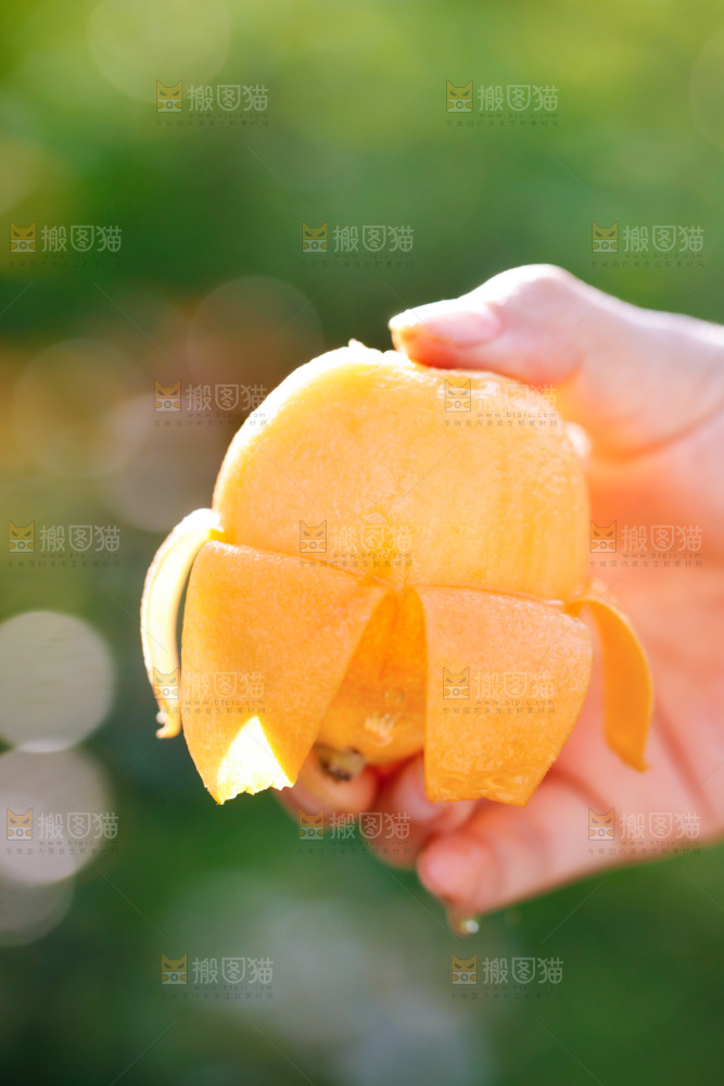 手里拿着米易枇杷