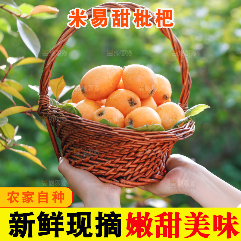 手里拿着米易枇杷