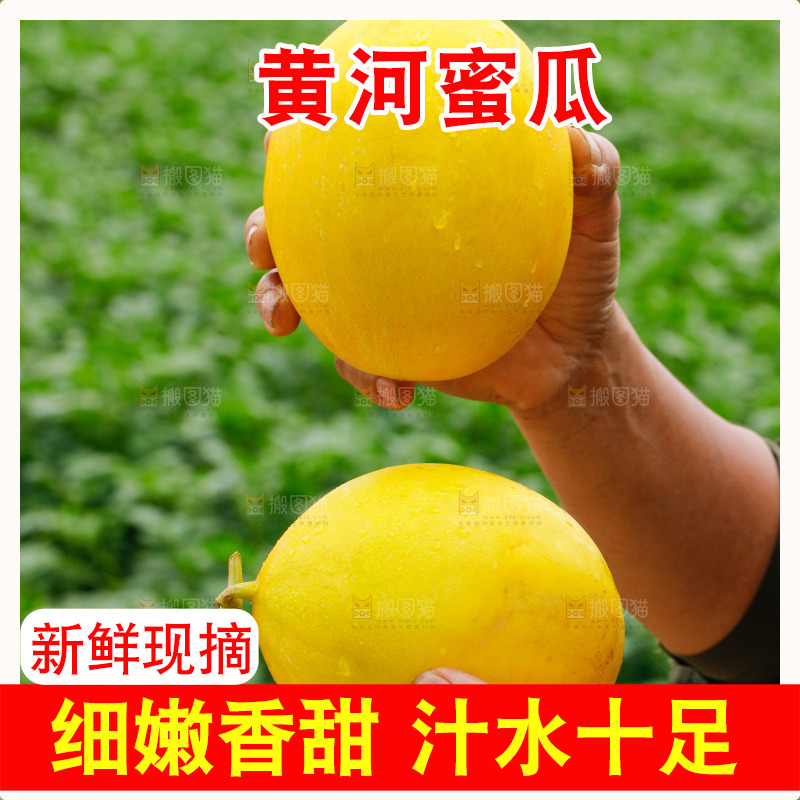手里拿着的黄河蜜瓜