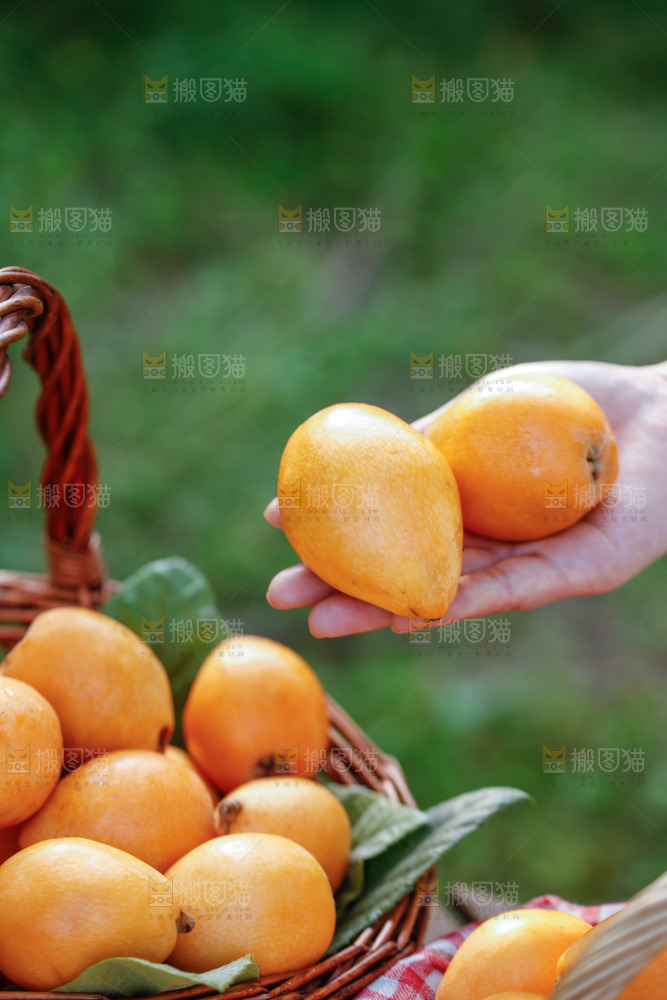 手里拿着米易枇杷