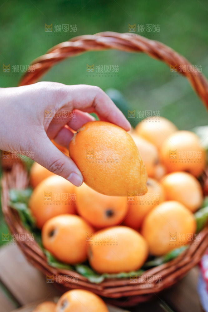 手里拿着米易枇杷
