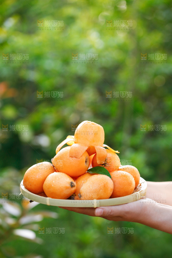 手里拿着米易枇杷