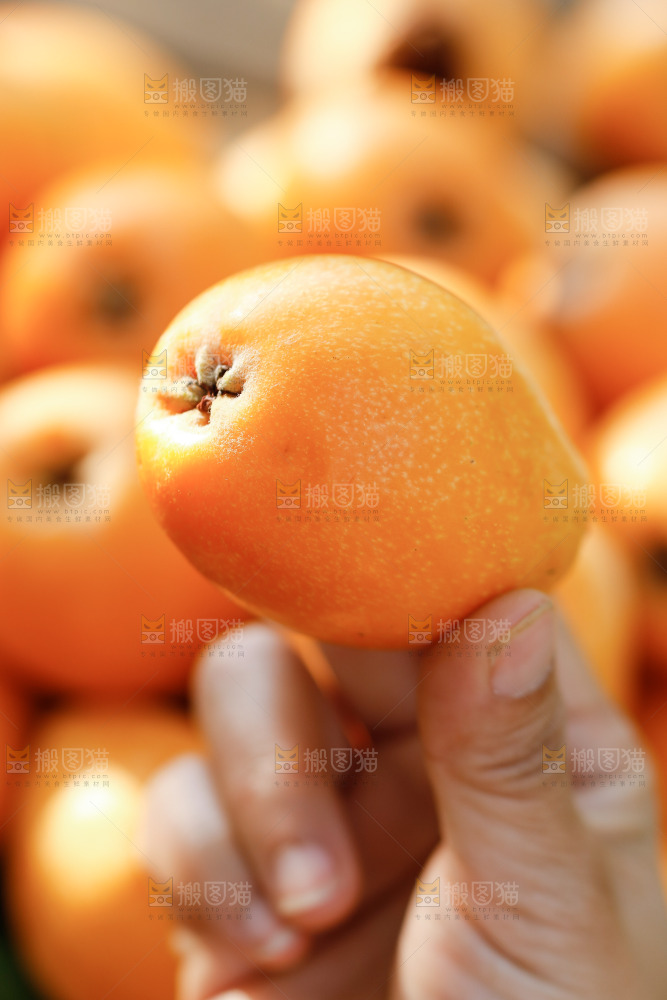 手里拿着米易枇杷