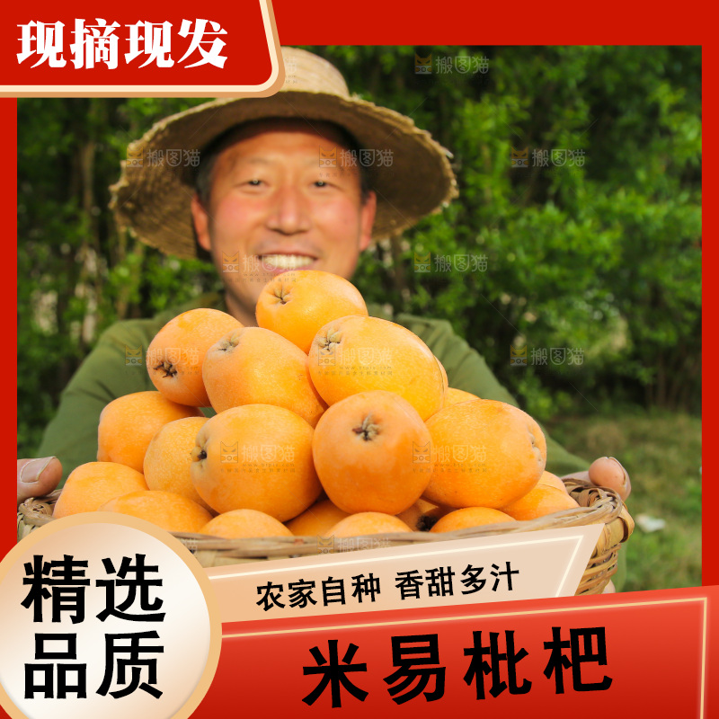 手里拿着米易枇杷