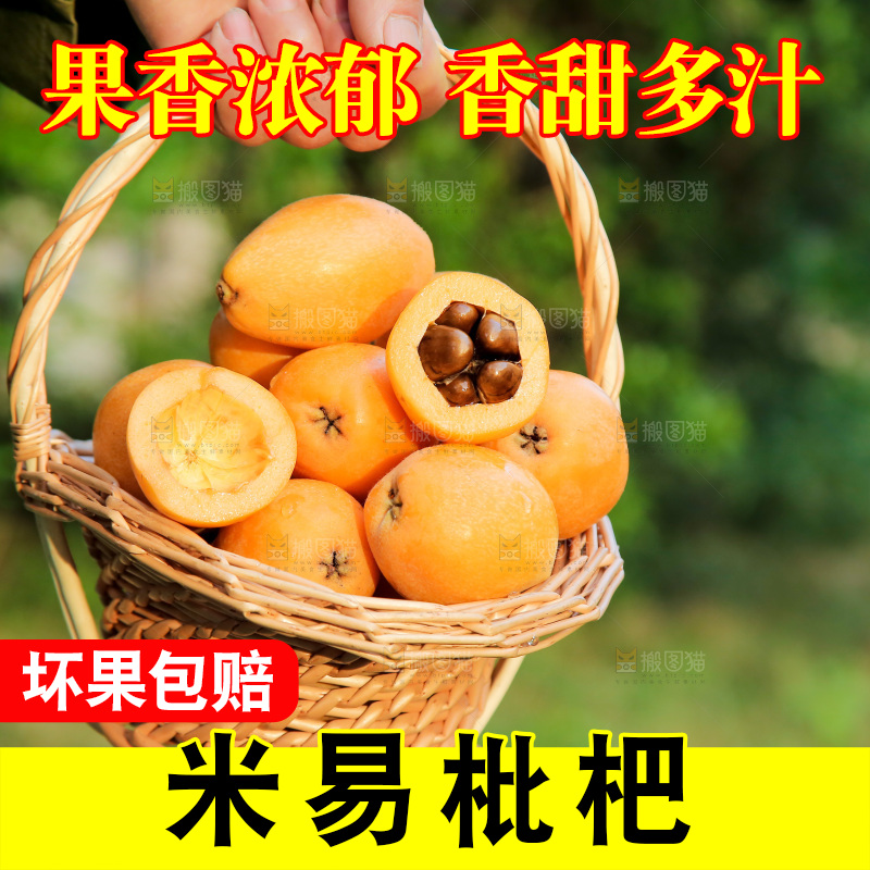 手里拿着米易枇杷