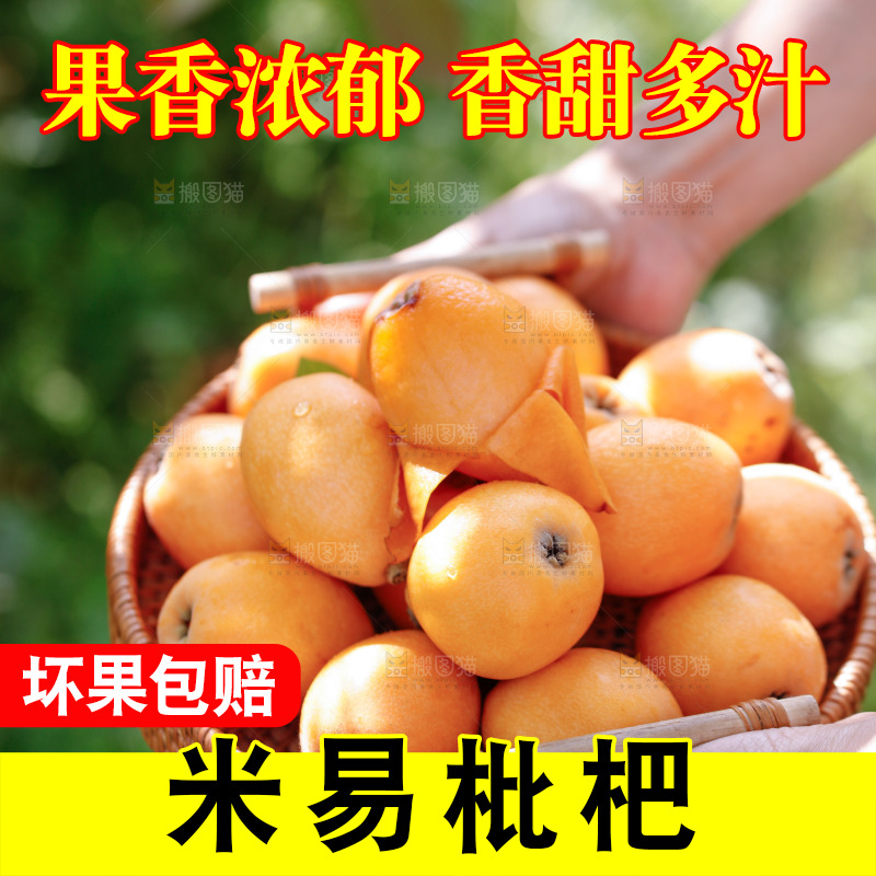 手里拿着米易枇杷