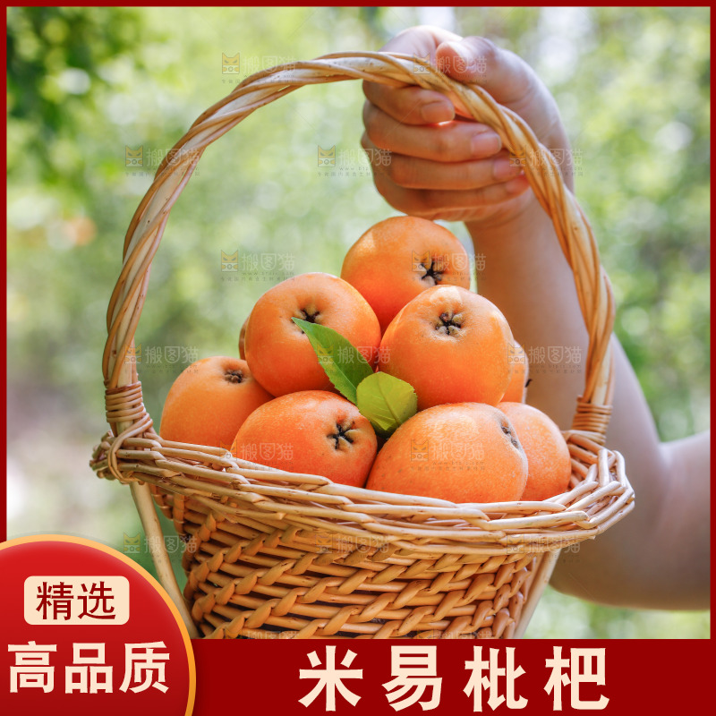 手里拿着米易枇杷