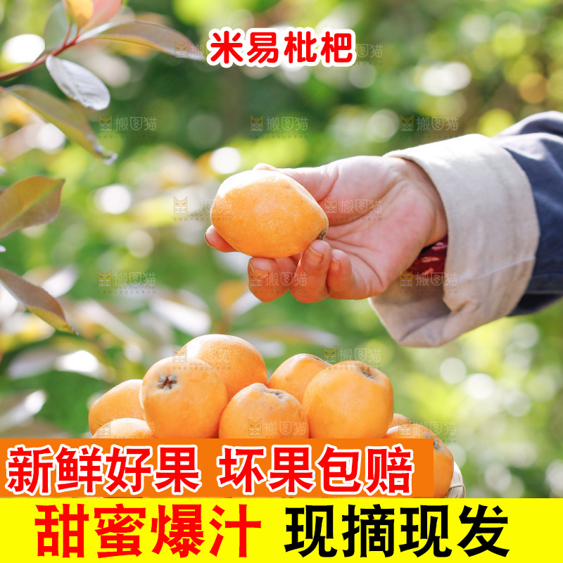 手里拿着米易枇杷
