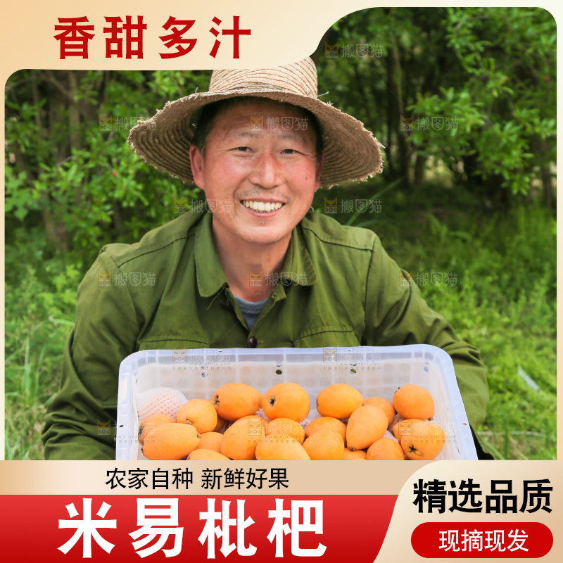 手里拿着米易枇杷