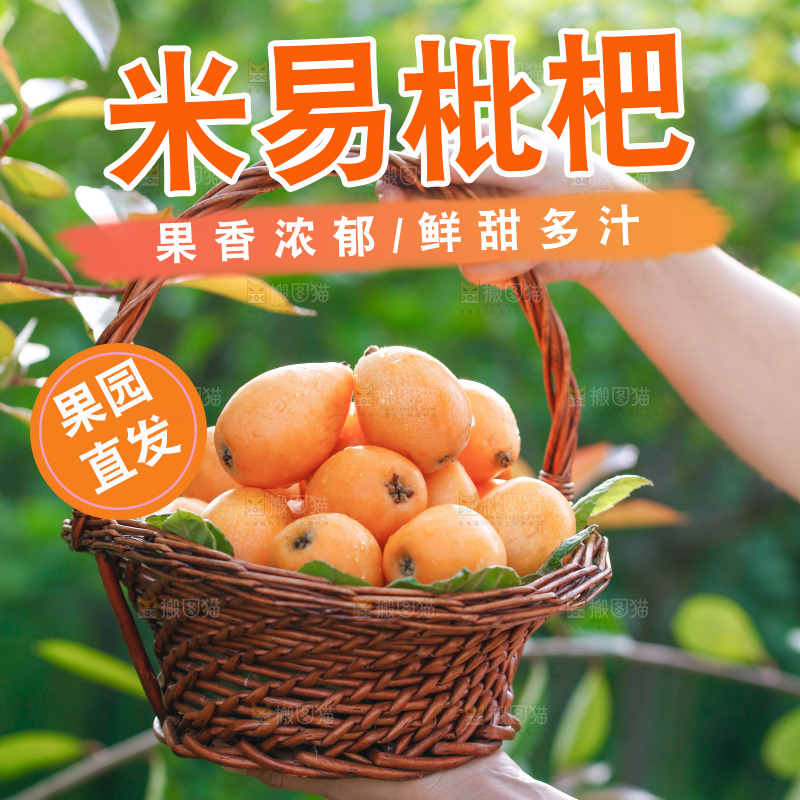 手里拿着米易枇杷