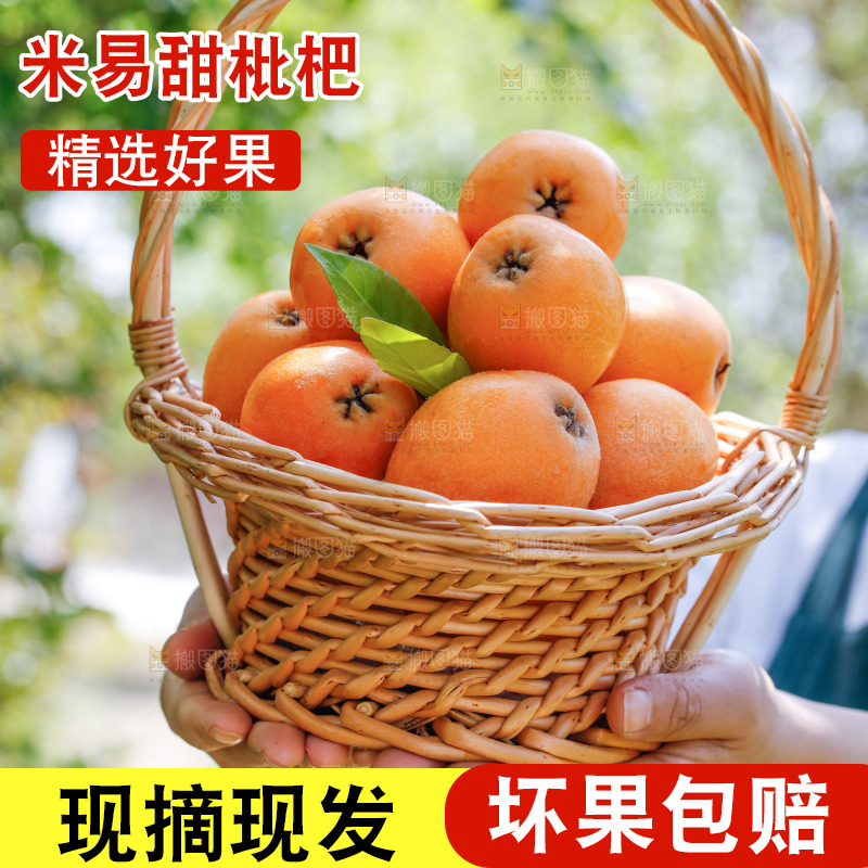 手里拿着米易枇杷