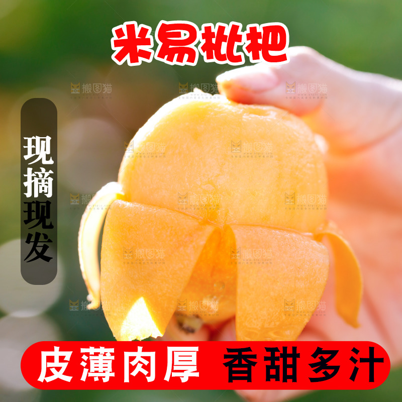 手里拿着米易枇杷