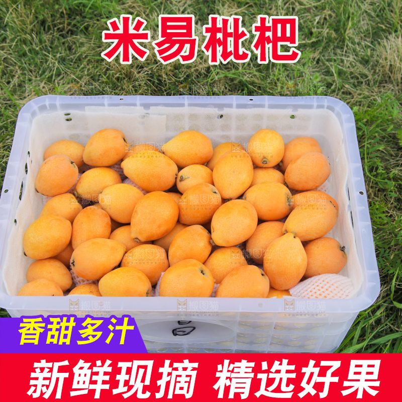 手里拿着米易枇杷