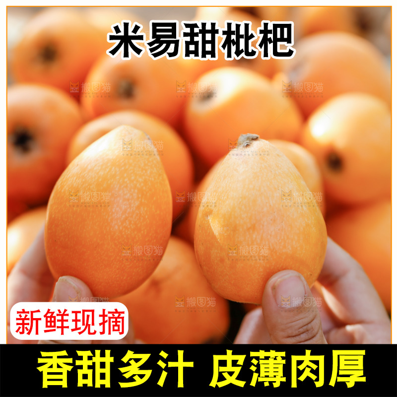 手里拿着米易枇杷