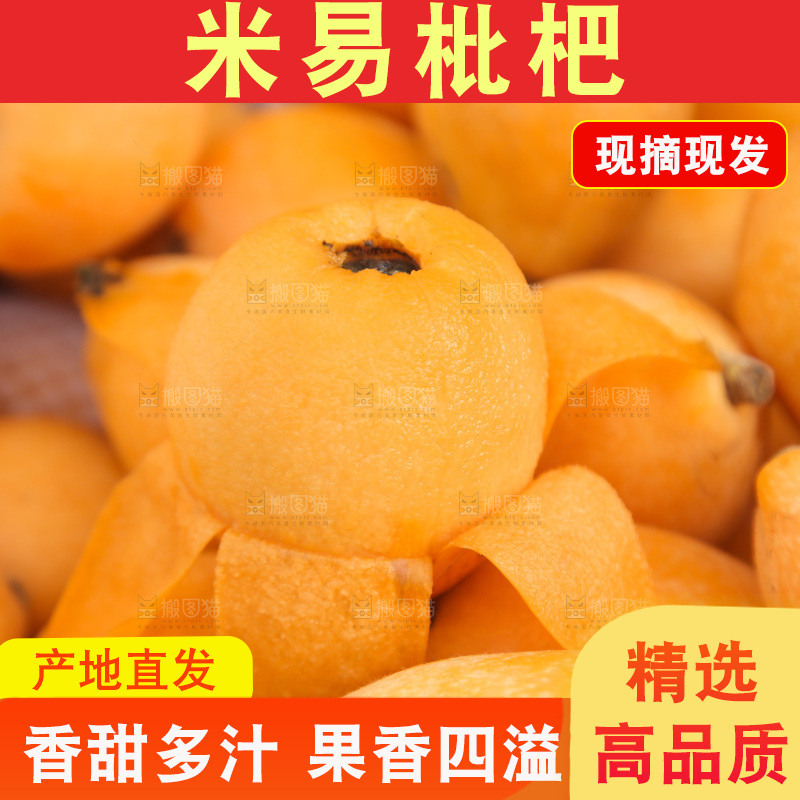 手里拿着米易枇杷