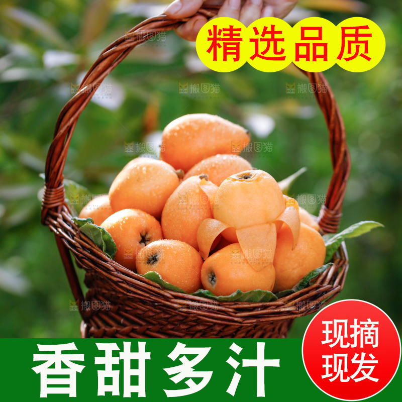 手里拿着米易枇杷