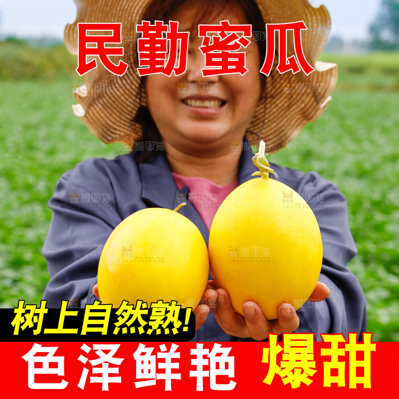 手里拿着的黄河蜜瓜