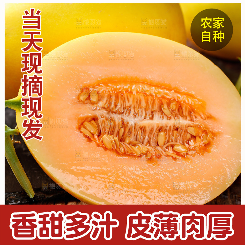 深底上的黄河蜜瓜
