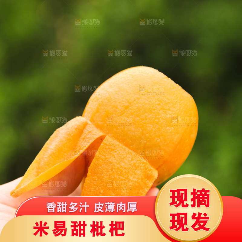 手里拿着米易枇杷