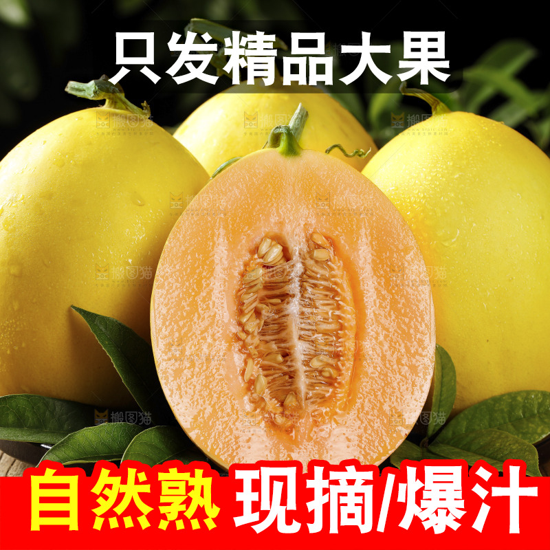 深底上的黄河蜜瓜