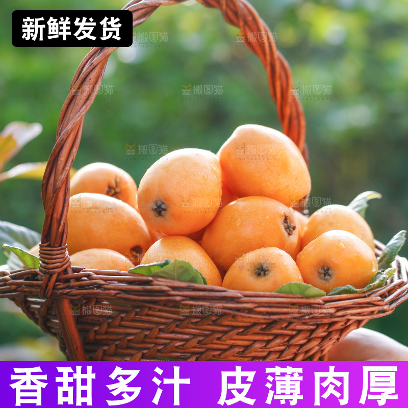 手里拿着米易枇杷