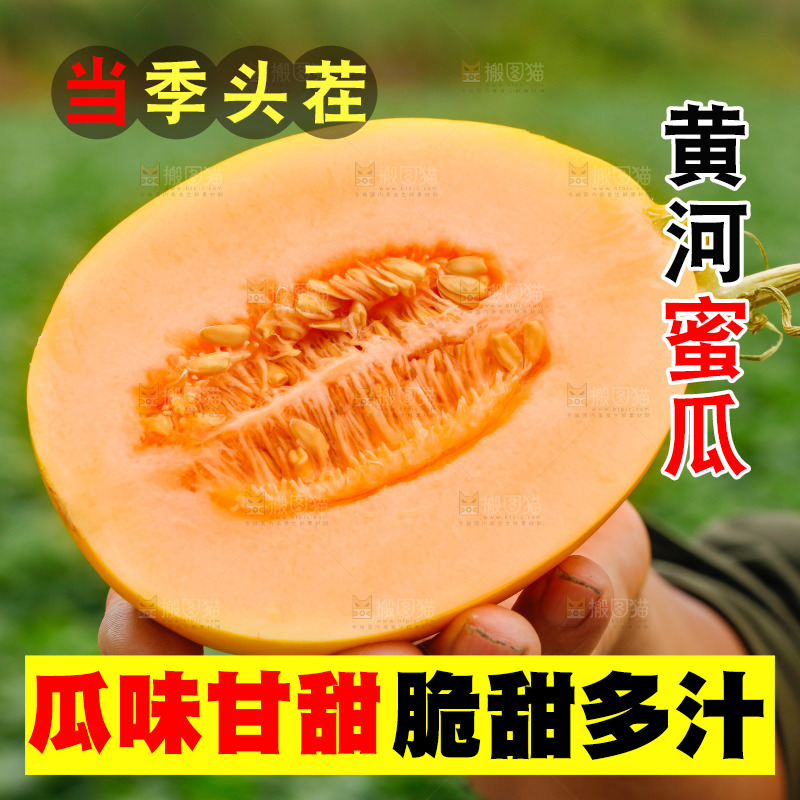 手里拿着的黄河蜜瓜