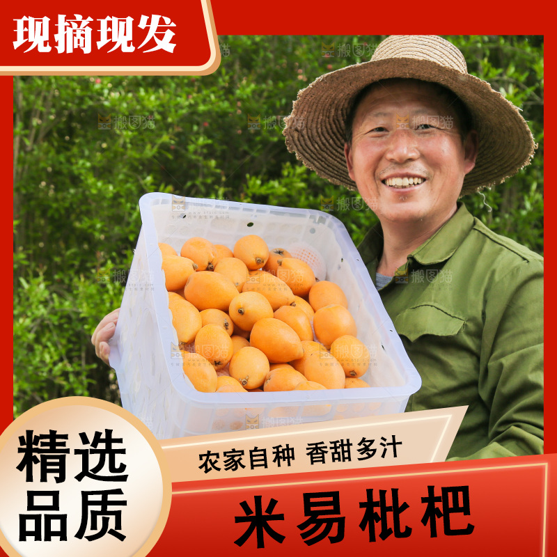 手里拿着米易枇杷