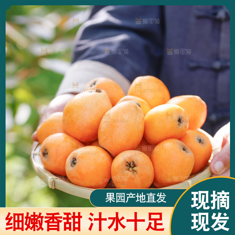 手里拿着米易枇杷