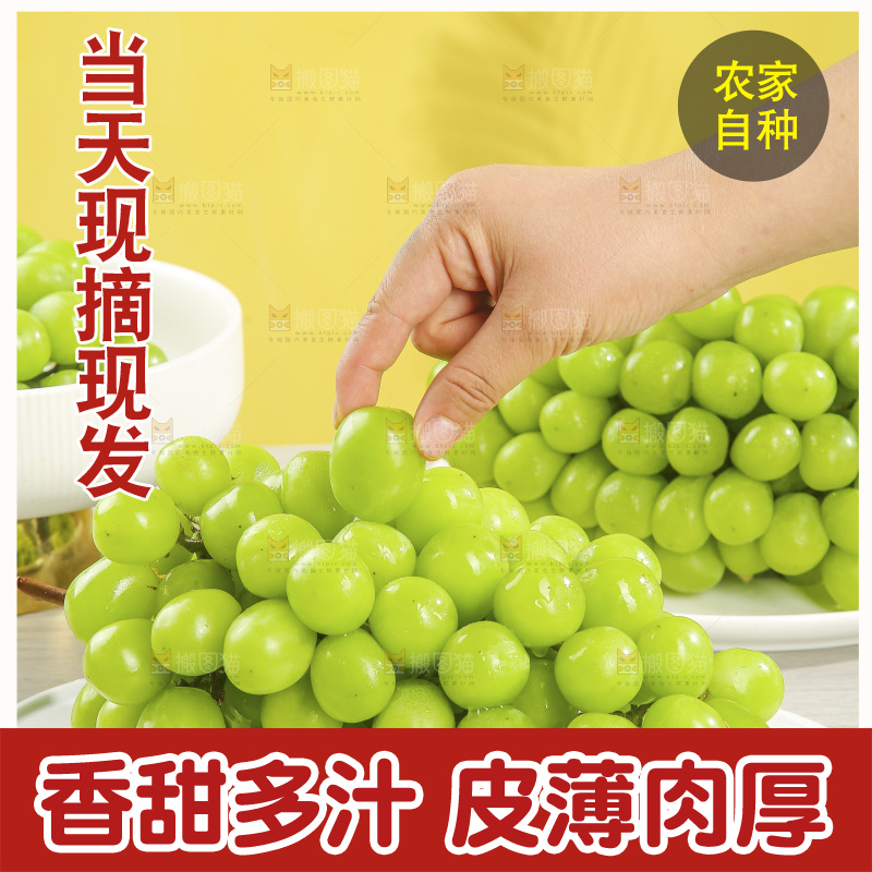 浅底上的阳光玫瑰青提