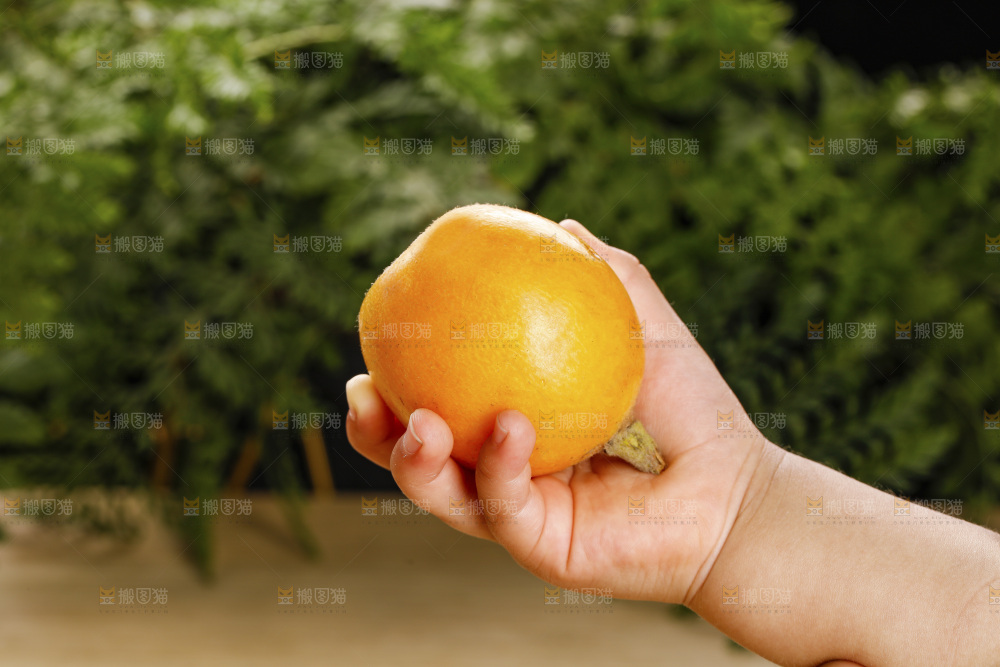 深底上的枇杷