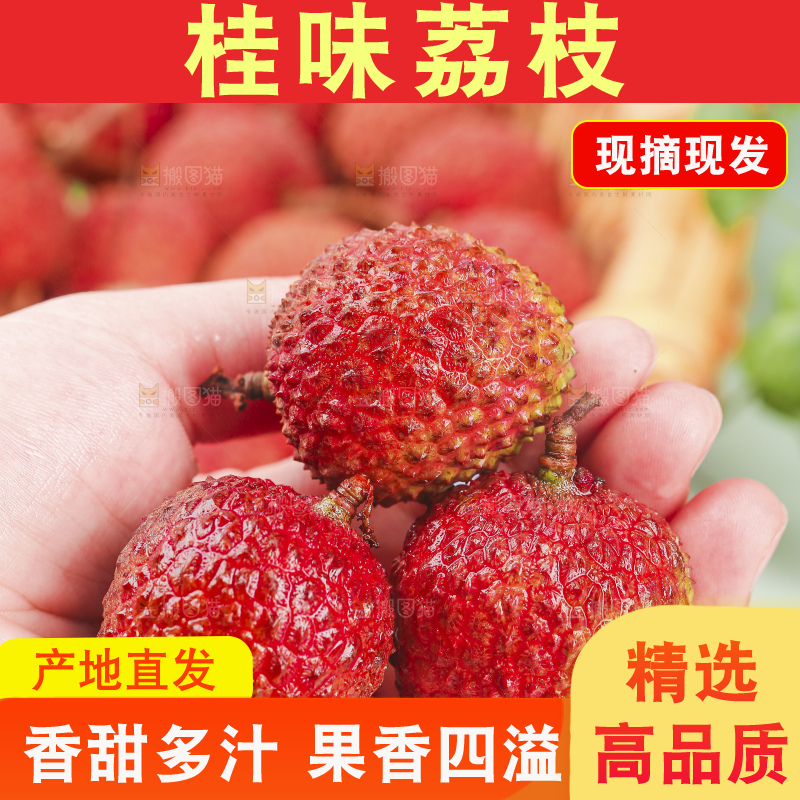 浅底上的桂味荔枝